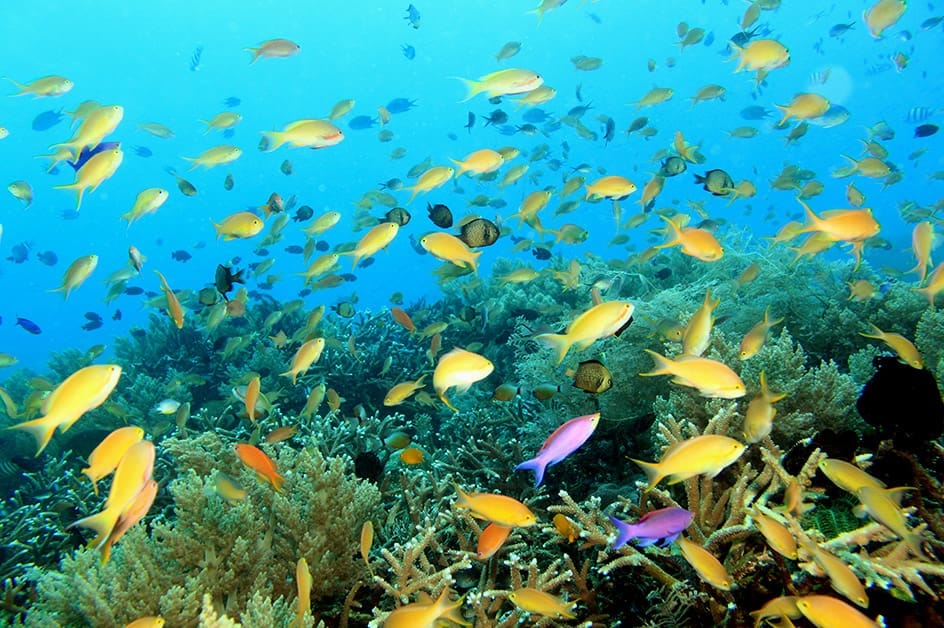 透明度の高いセブ島の海には魚達がたくさん！（イメージ）